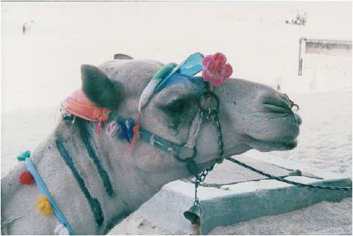 camel head